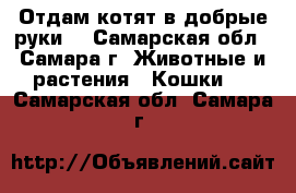 Отдам котят в добрые руки. - Самарская обл., Самара г. Животные и растения » Кошки   . Самарская обл.,Самара г.